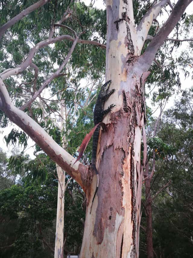 Goanna up a tree on Stradbroke Island Brisbane
