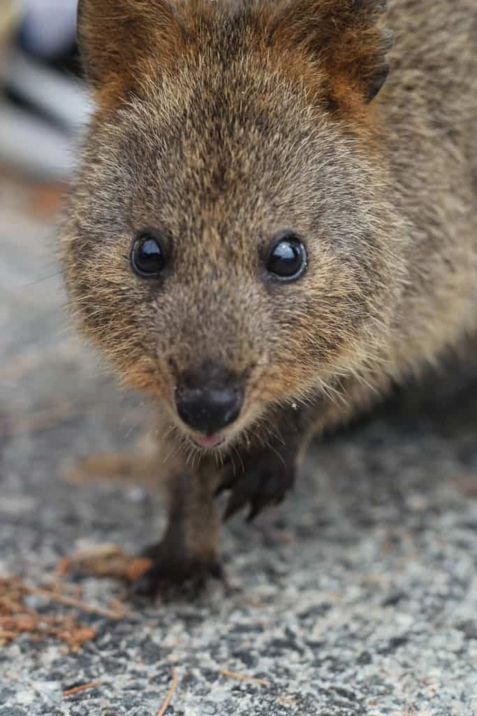 This is a quokka AKA worlds happiest animal!