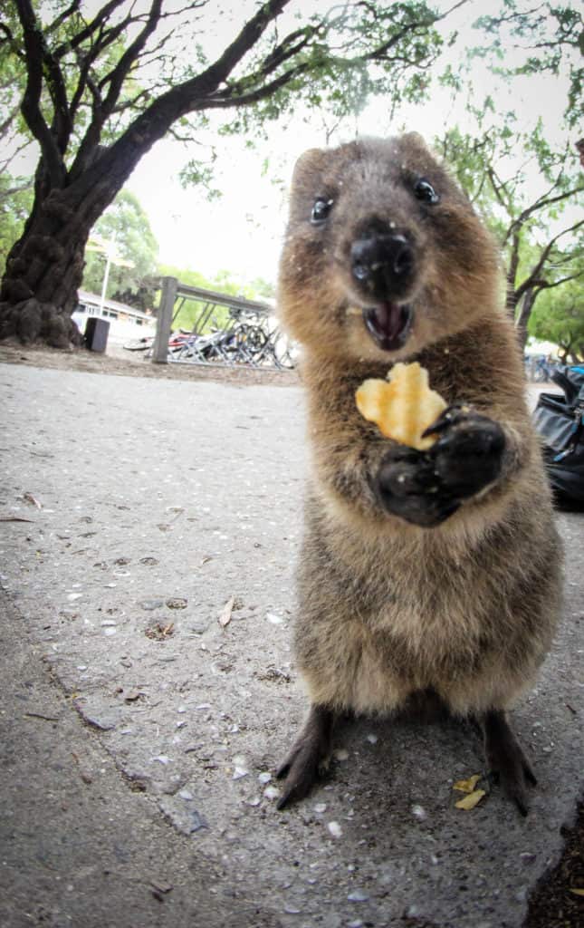 This happy quokka eating a chip