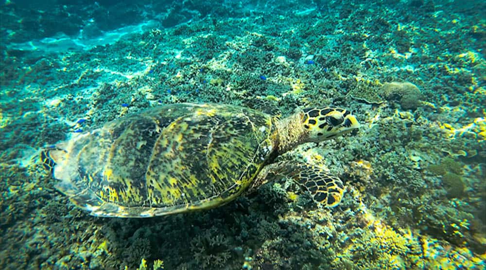 Turtle spotted while snorkeling Gili T