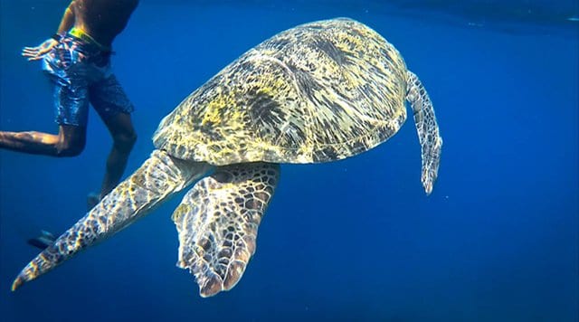 Turtle spotted while snorkeling in Gili T