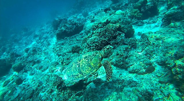 Snorkeling with turtles Gili T