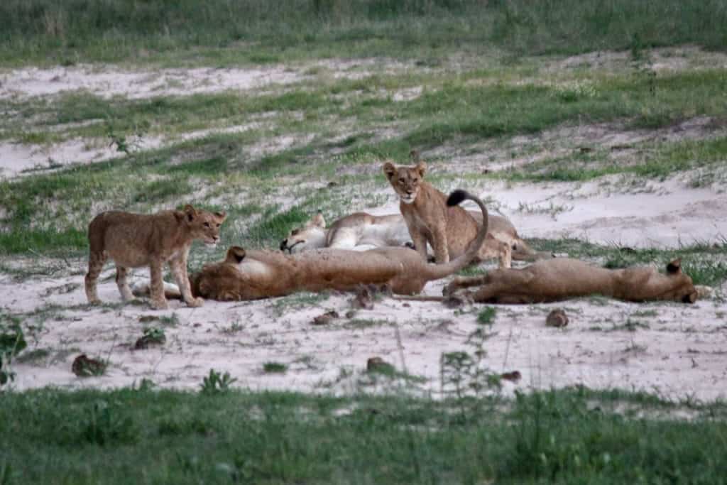 Pack of Lioness Chobe national park