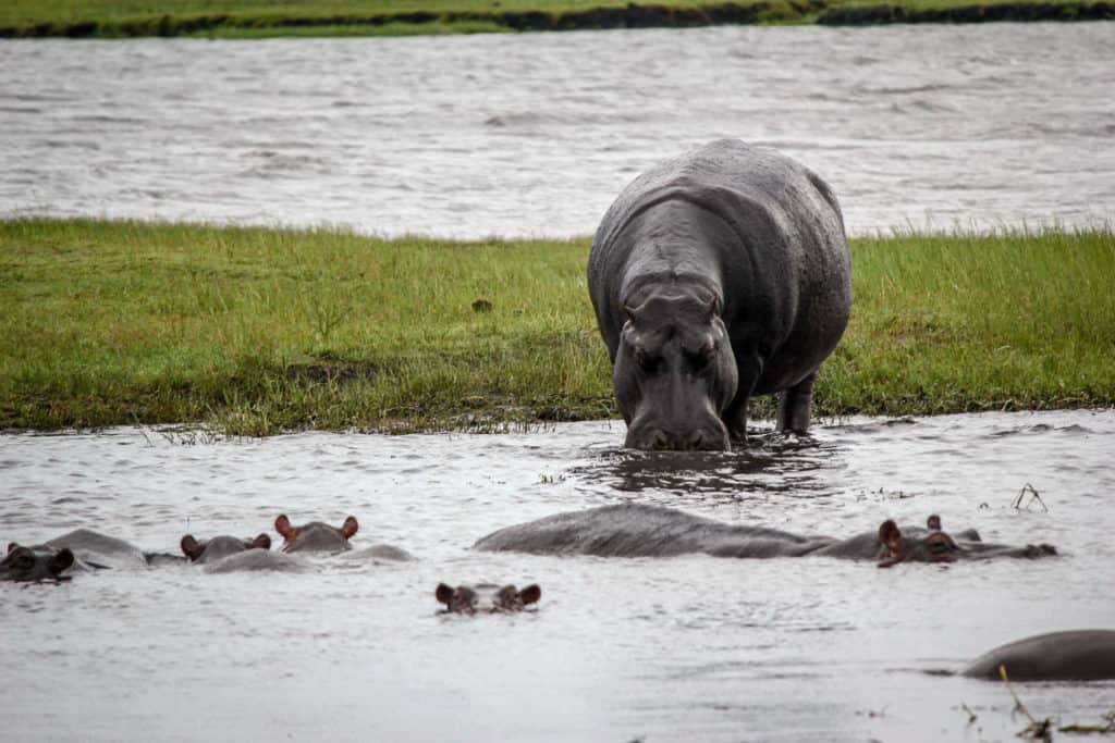Hippos Chobe national park