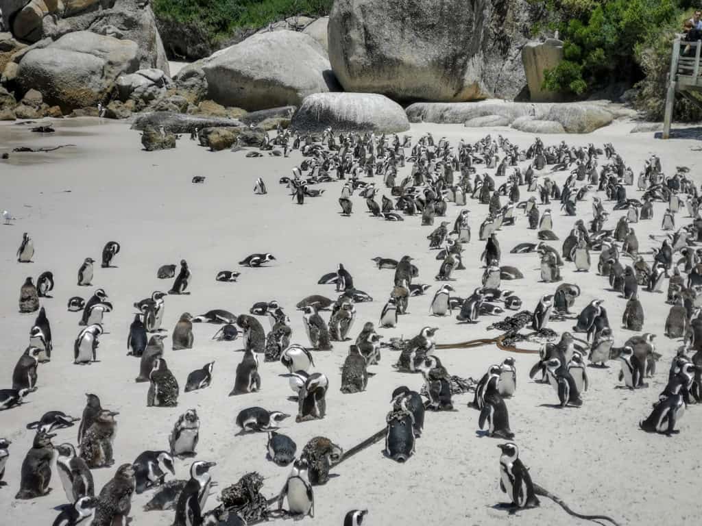 Penguin Colony, Cape Town South Africa