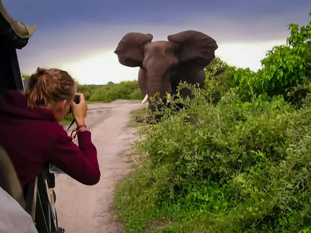 Elephant stand off Chobe national park