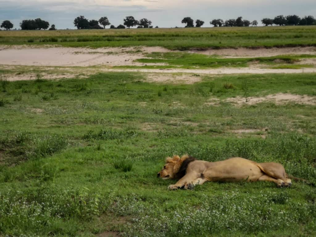 Lion Chobe national park