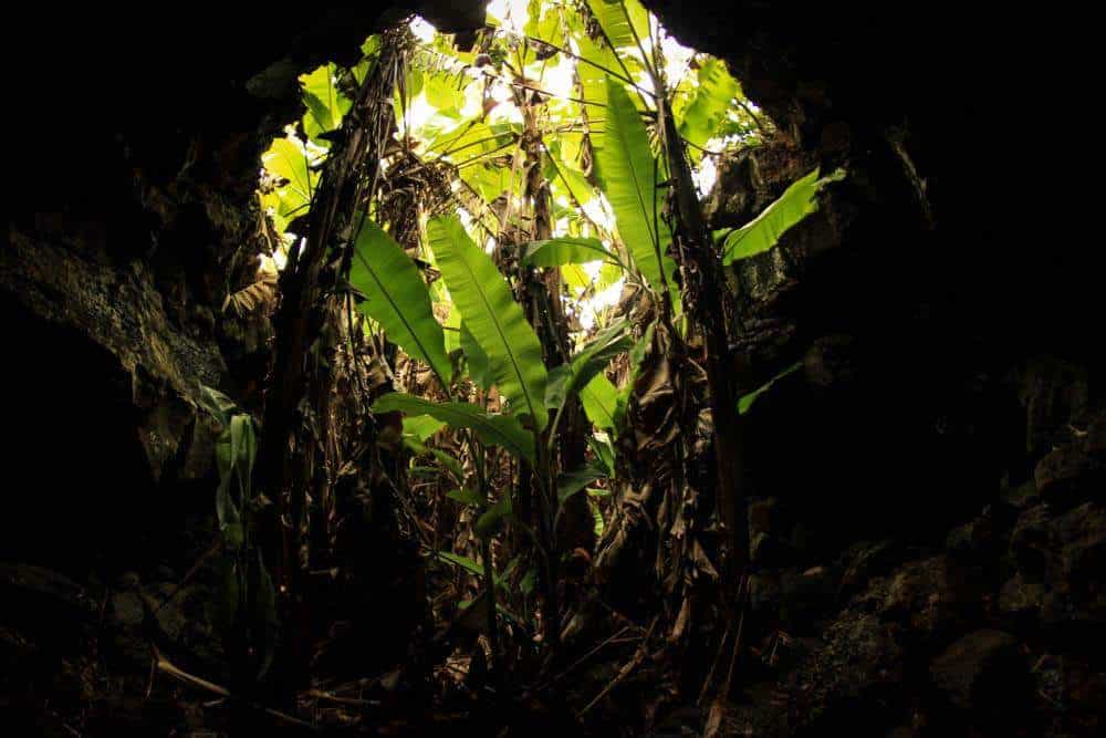 Banana tree growing up out of lava tube on Easter Island