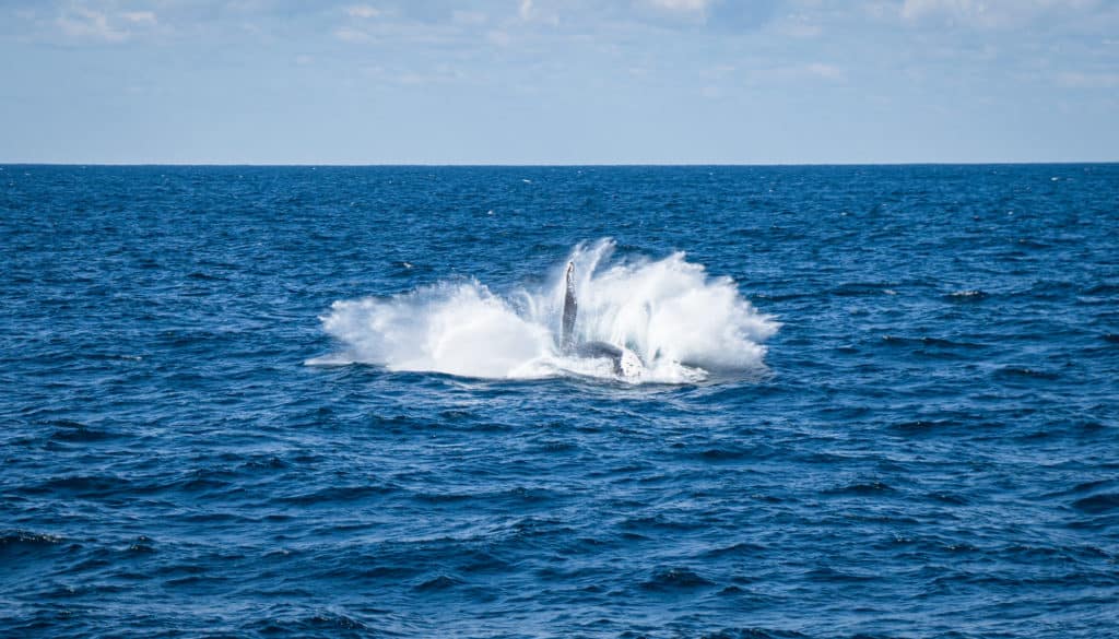 splash seen on whale watching cruise