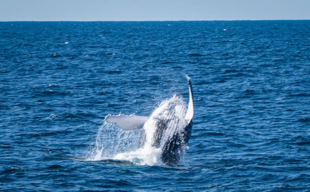 Watching whales breach on cruise from Brisbane