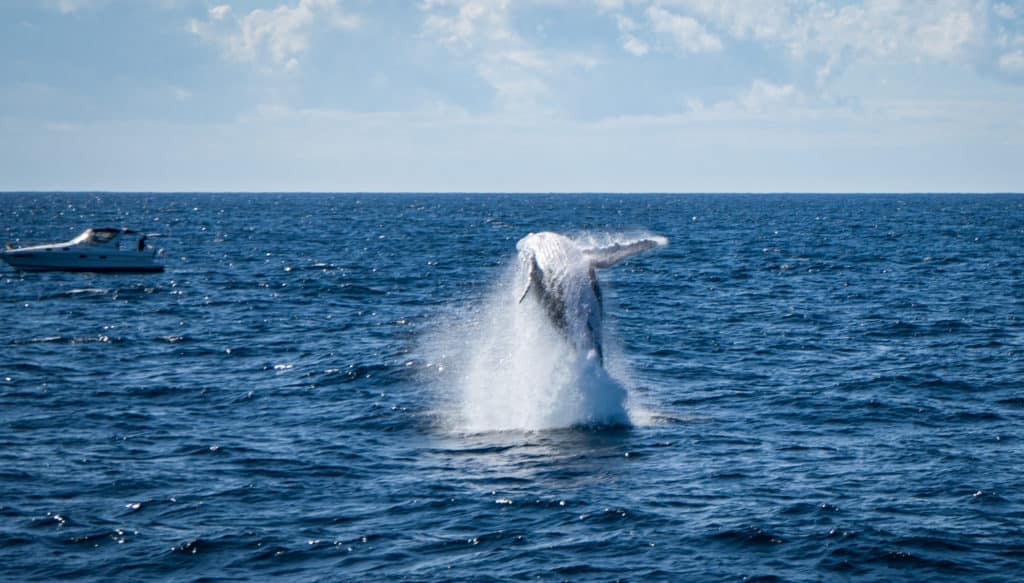 Breaching whale seen on Brisbane whale watching cruise