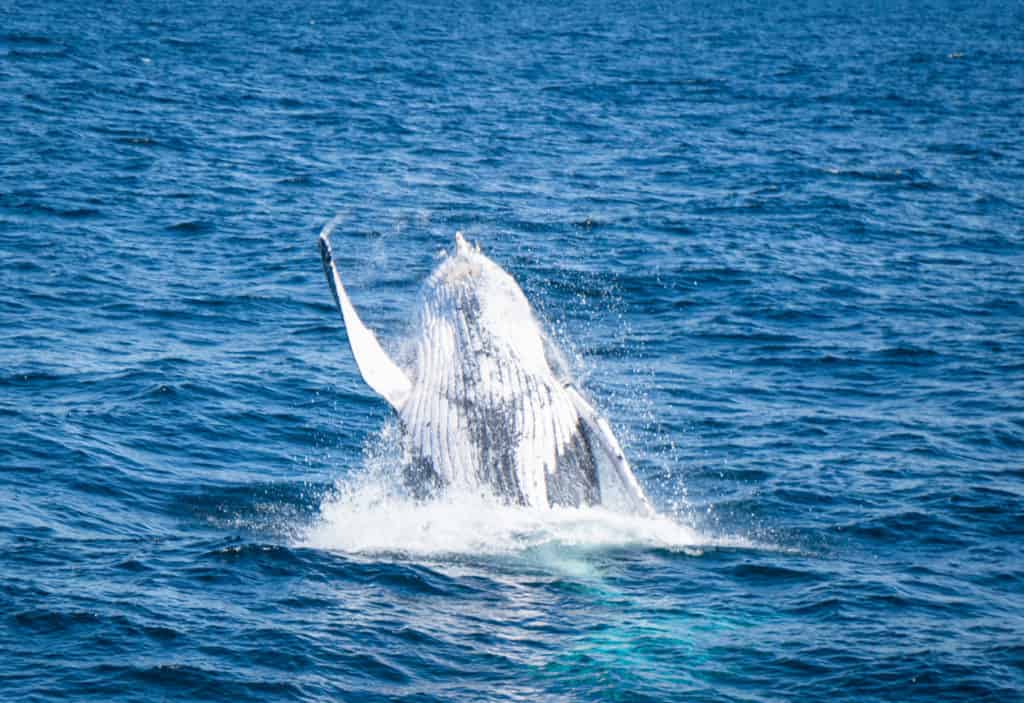 Whale waving to Brisbane whale watching cruise