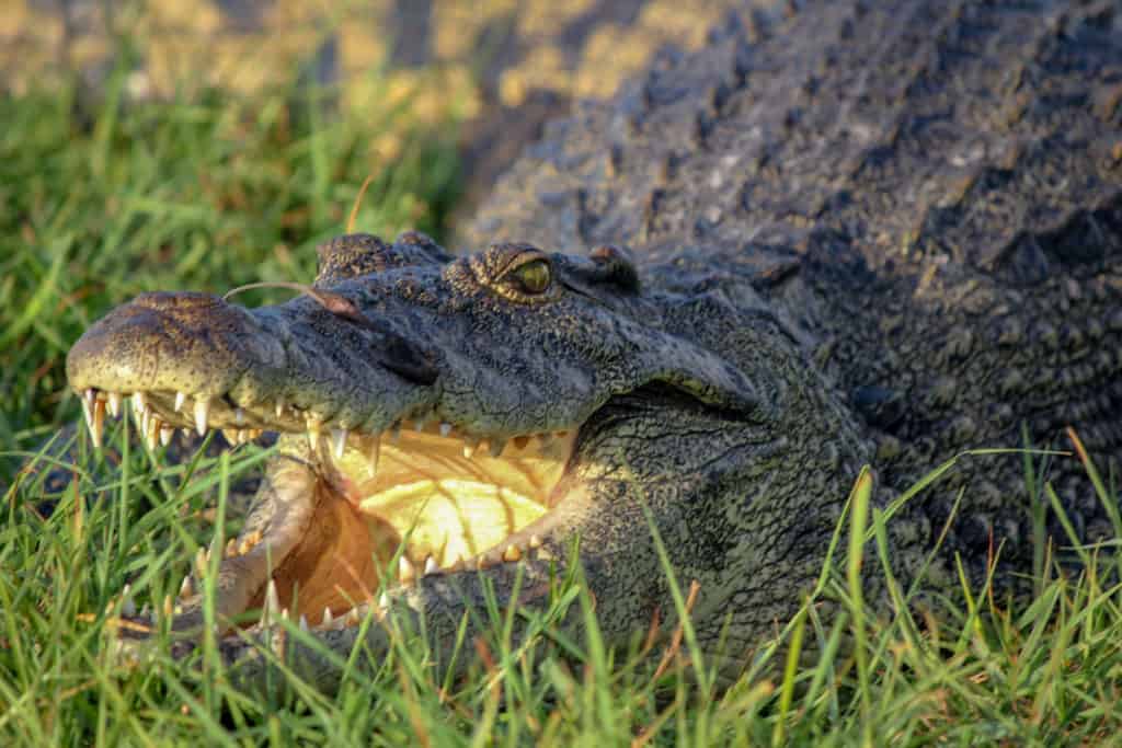 Crocodile Chobe River