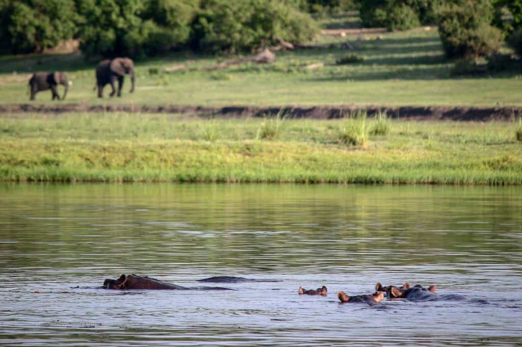 Hippos in the water of Chobe river, elephants in the background