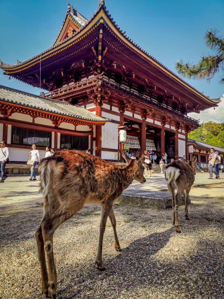Nara Deer park in Japan