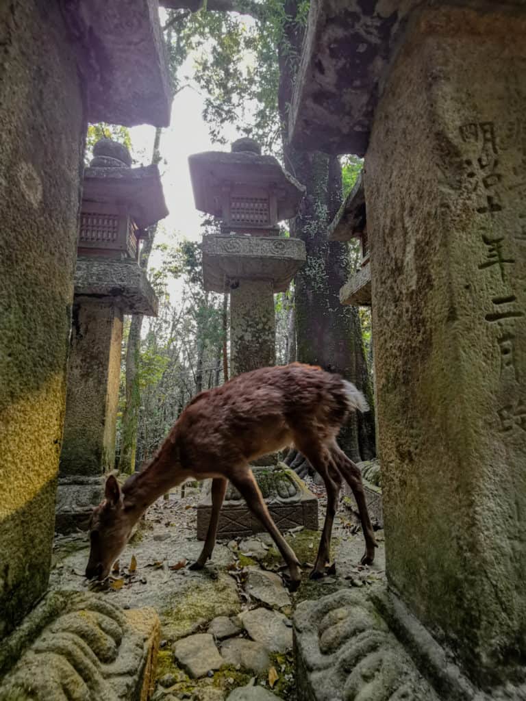Deer grazing between lanterns in Nara
