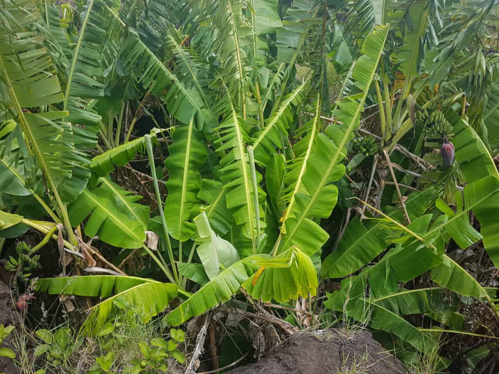 Banana trees coming out of lava tube on Easter Island