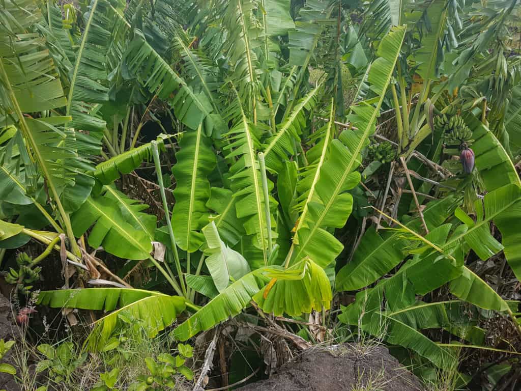 Easter Island- exploring lava tubes and caves - Four Worn Soles