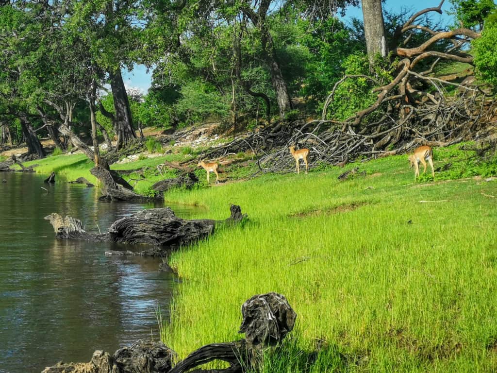 Impalas on the bank of Chobe river
