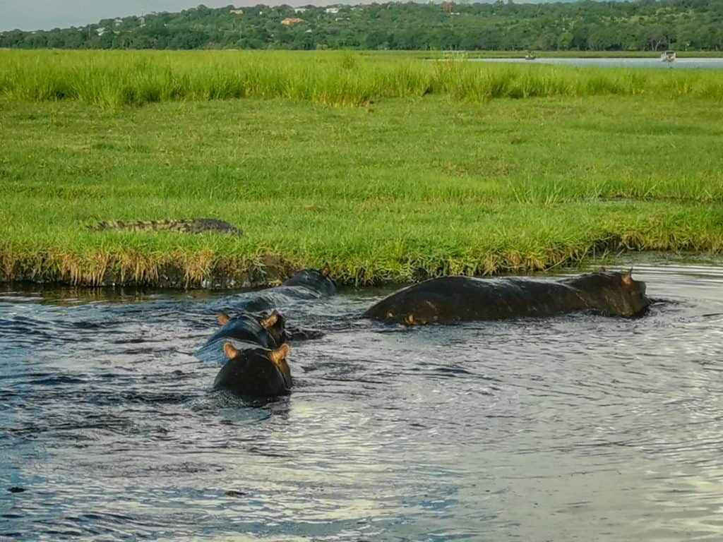 Hippos in the Chobe River