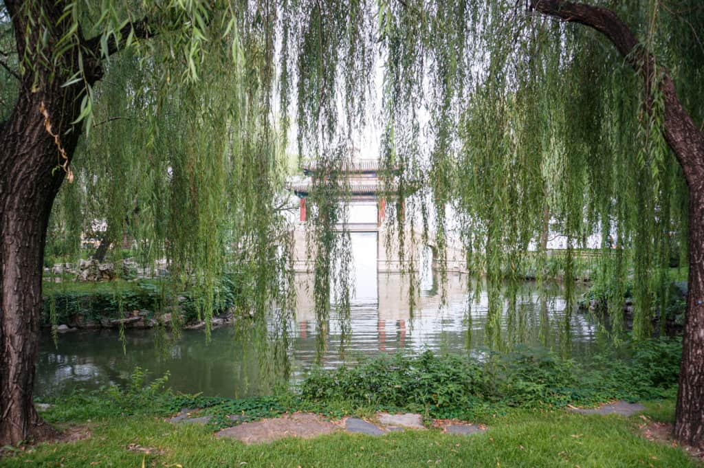 Willows at Summer palace grounds
