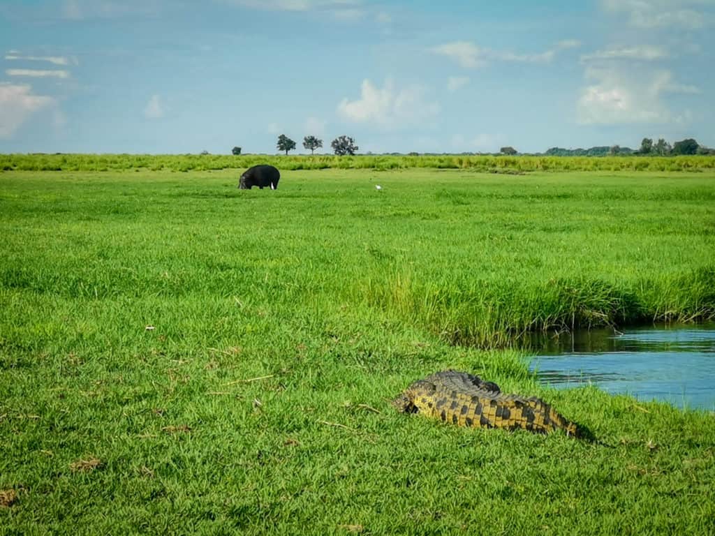 Crocodile and hippo on the bank of the Chobe River