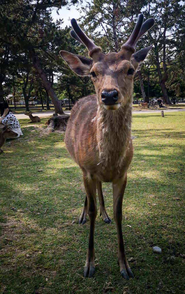 Close up of a Nara Deer