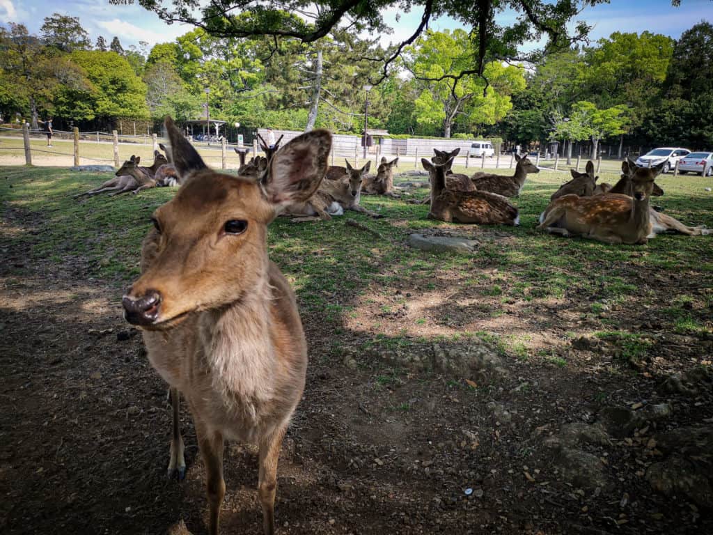 Nara deer chilling in the park