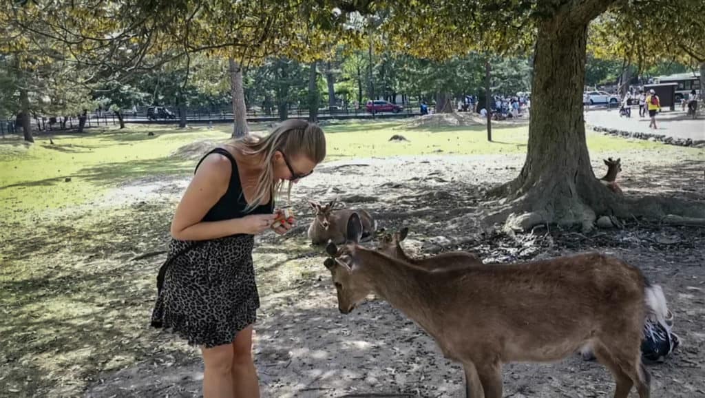 Bowing deer at Nara Deer Park