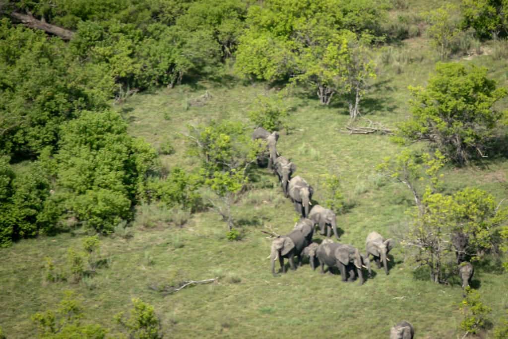 Elephant herd seen from above on flight over Okavango Delta