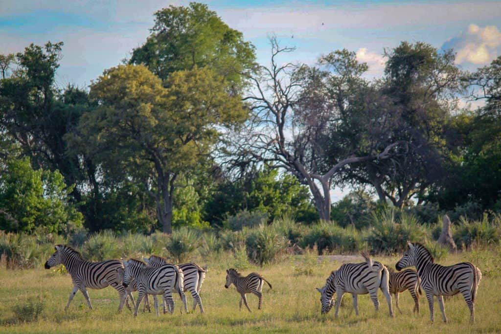 Zebras in the Okavango Delta Botswana