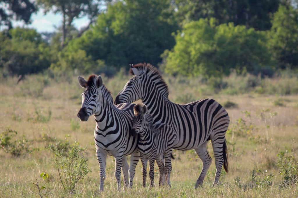 Family of zebras in the Okavango Delta Botswana