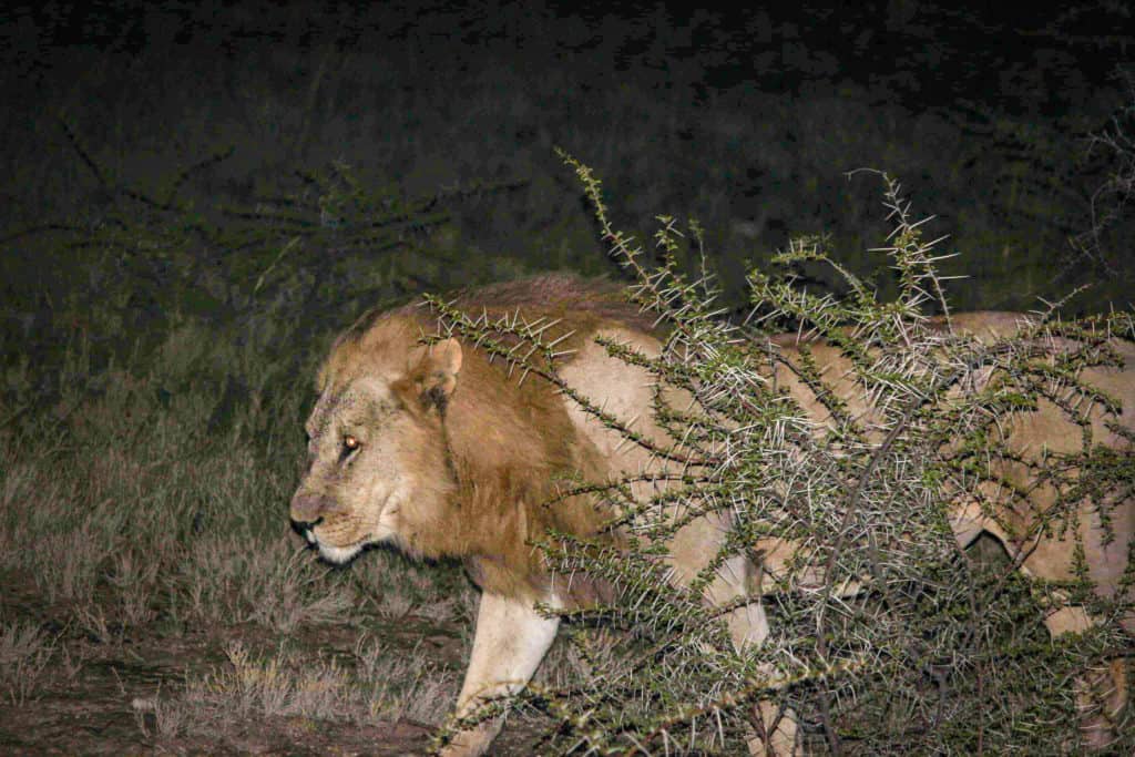Lion seen on etosha night safari