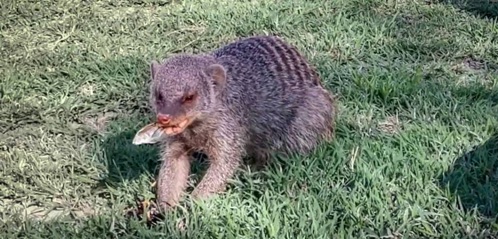 Mongoose at etosha camp site before night safari