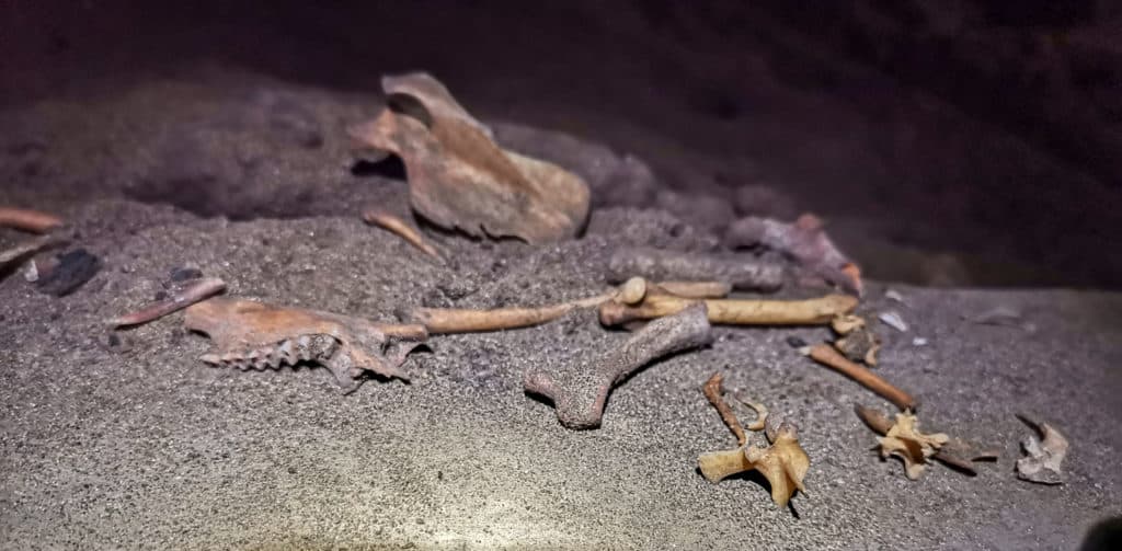 Fossilised bones inside Kelly Hill caves
