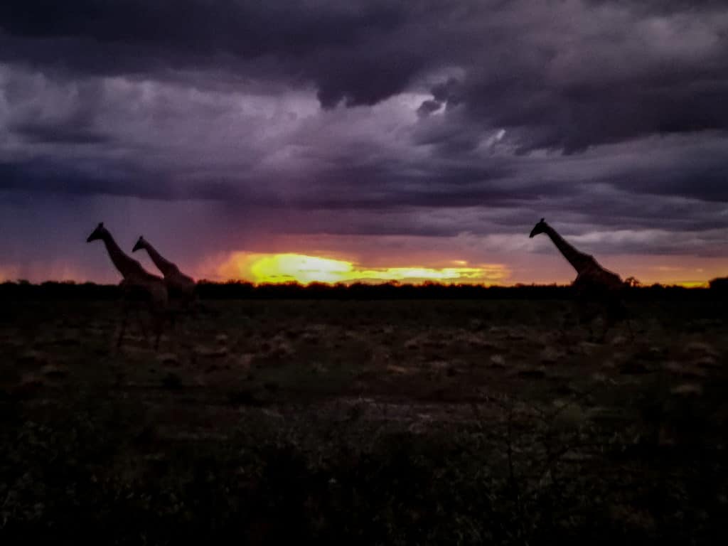 Giraffes at sunset on etosha night safari