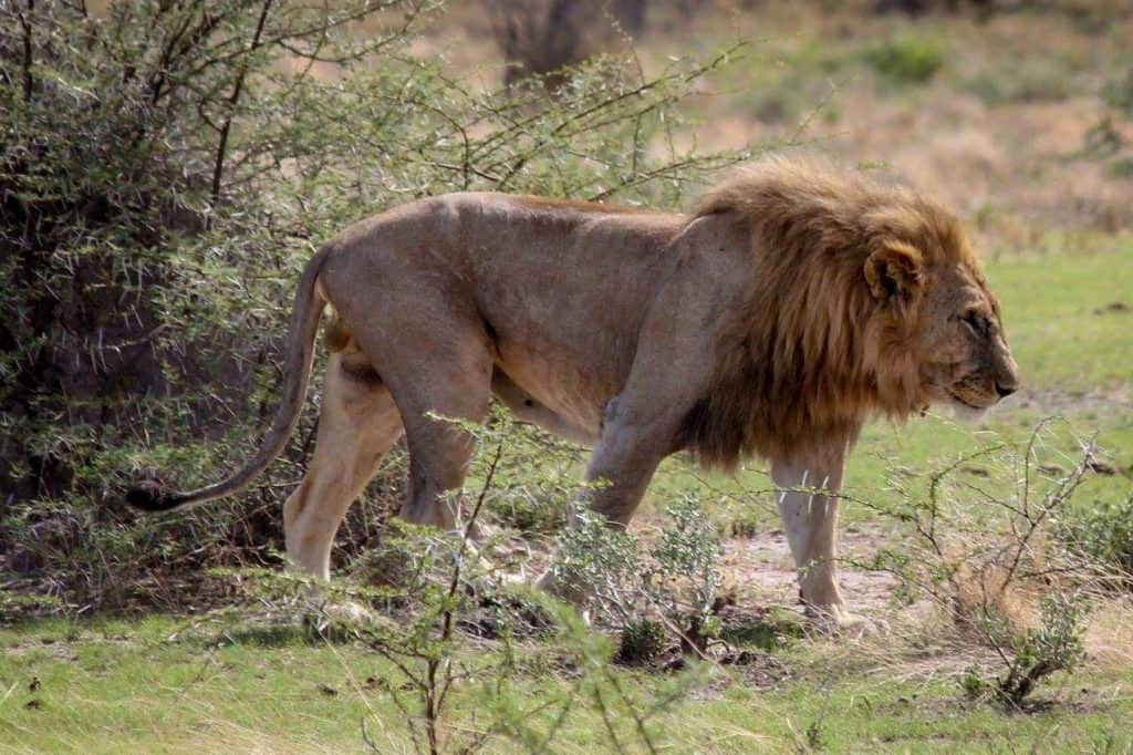 Lion in Etosha national park
