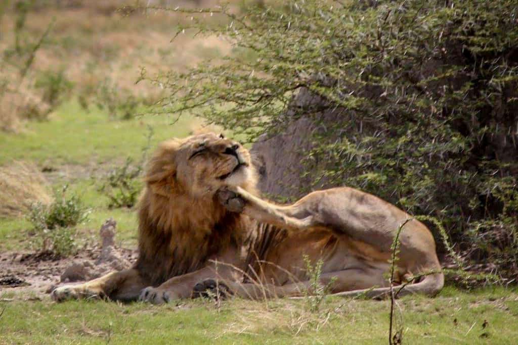Lion in Etosha national park