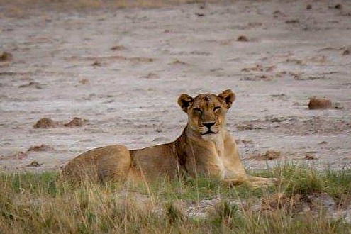 lioness Etosha national park 