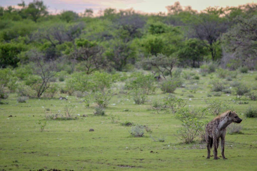  Hyena in Etosha