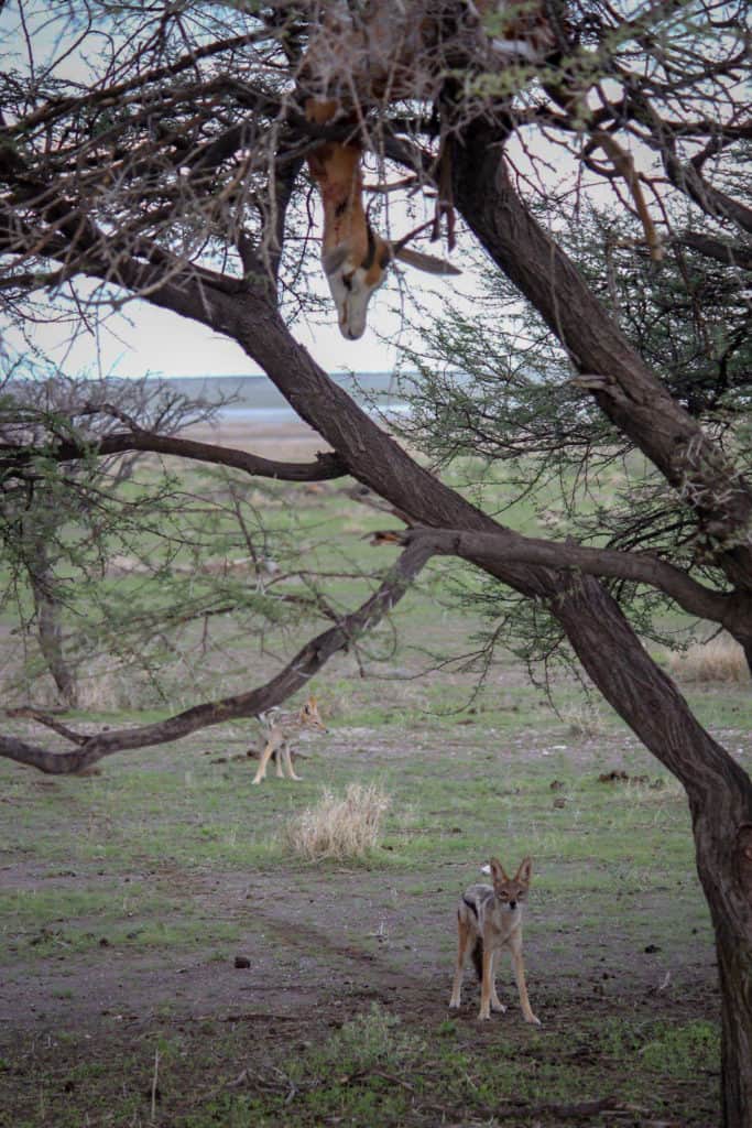 Springbok and jackal in Etosha national park