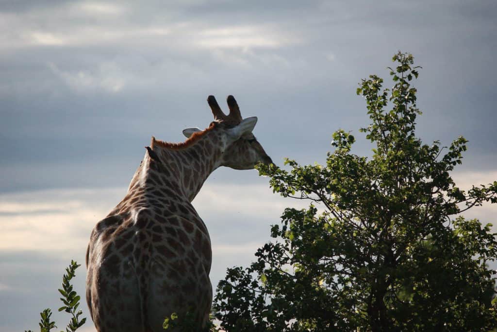 Giraffe Etosha national park
