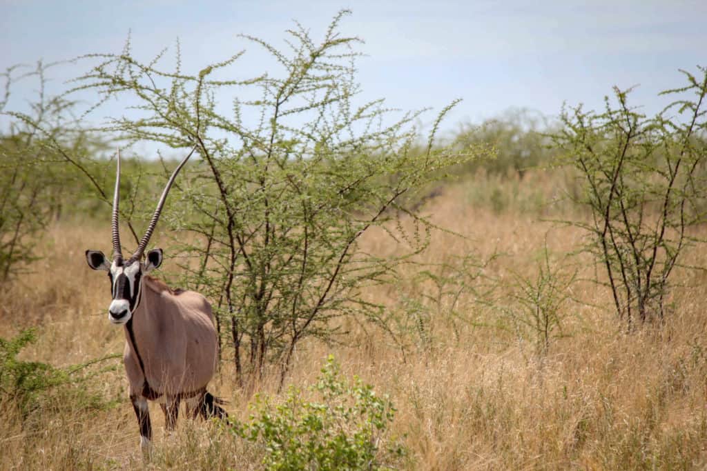 Oryx Etosha national park