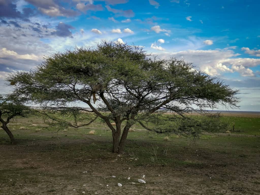 Etosha National Park -Namibia