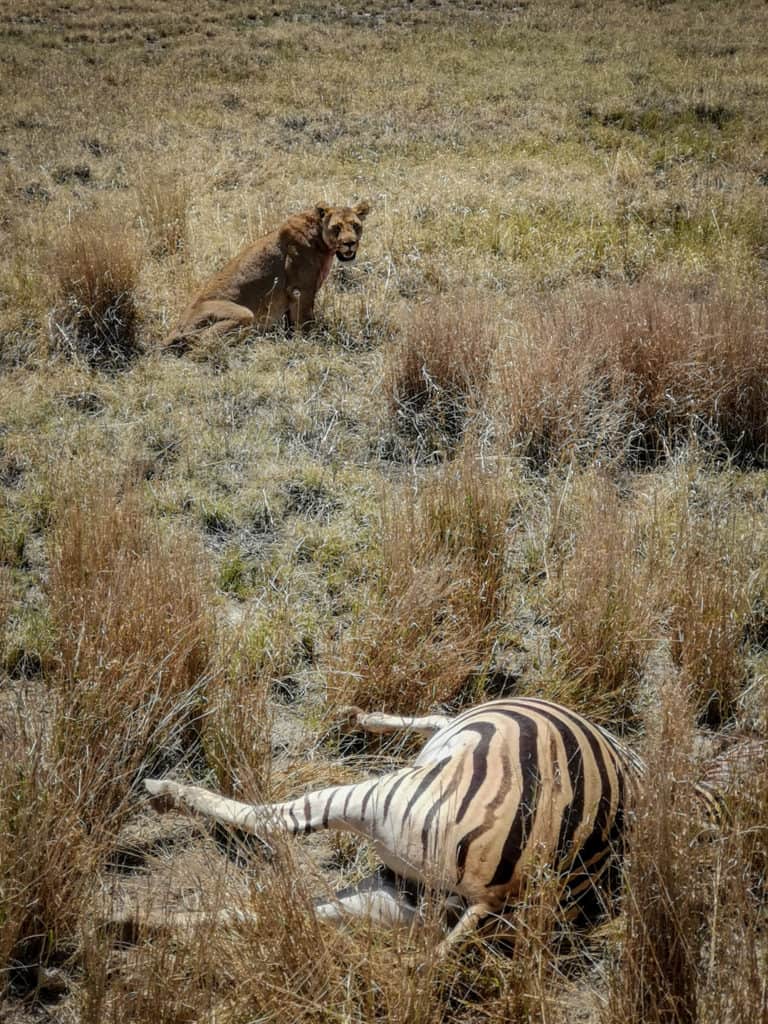 lion kill Etosha national park