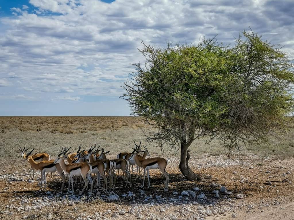 springbok Etosha national park