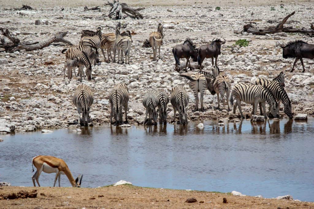 Animals drinking at waterhole in Etosha national park