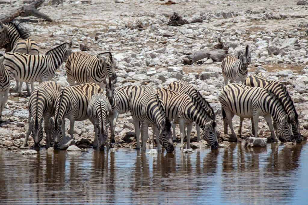 Zebras drinking from waterhole in Etosha national park
