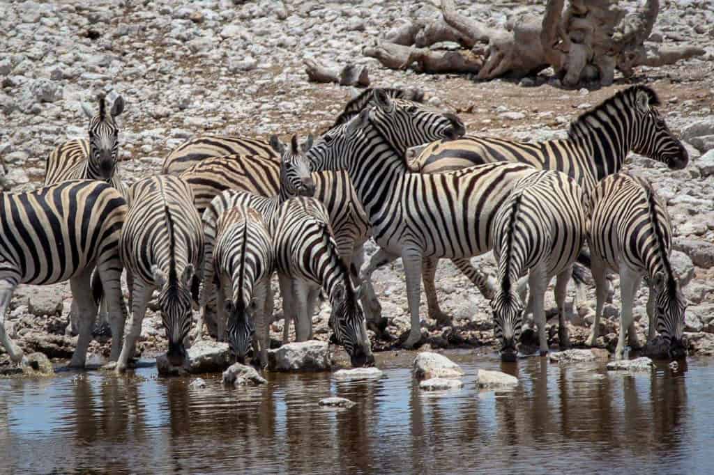 Zebra herd drinking at waterhole, Etosha national park