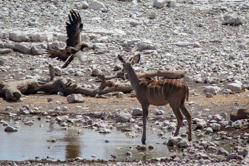 Kudu drinking at waterhole Etosha national park